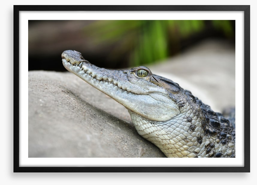 Camouflage croc
