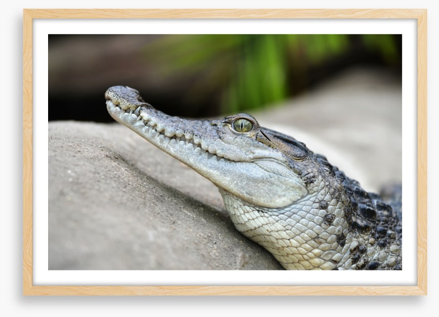 Camouflage croc