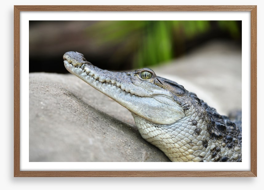 Camouflage croc