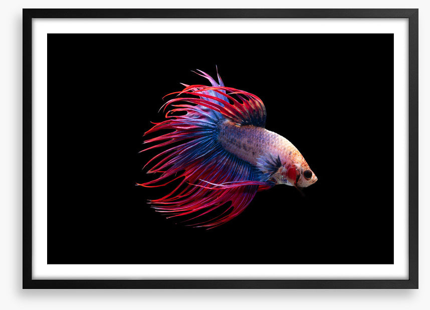 Fish / Aquatic