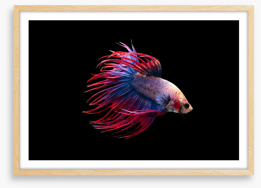 Fish / Aquatic