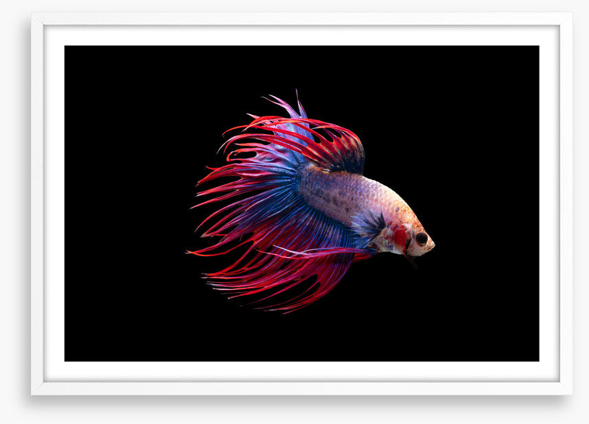 Fish / Aquatic