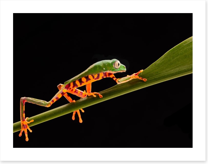 Reptiles / Amphibian