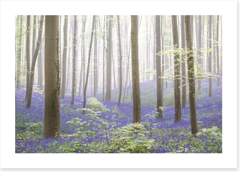 The bluebell forest
