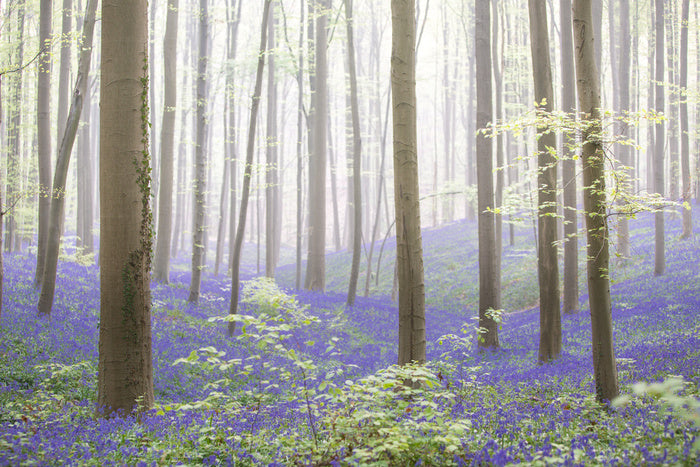 The bluebell forest