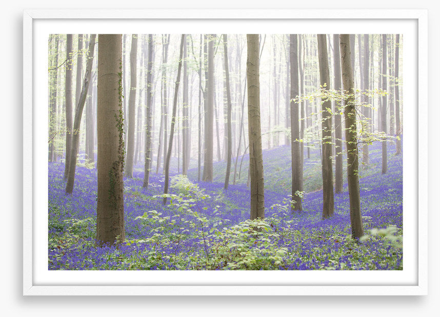 The bluebell forest