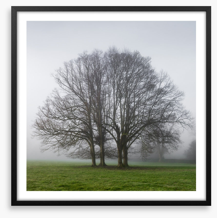 The old oak tree