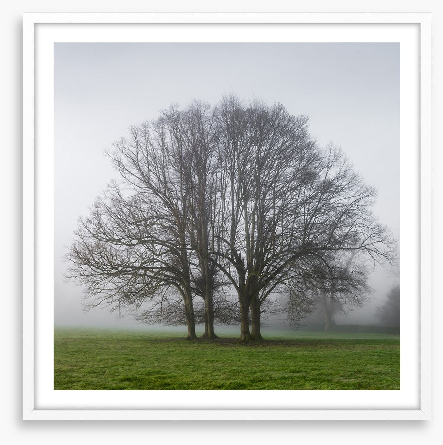The old oak tree