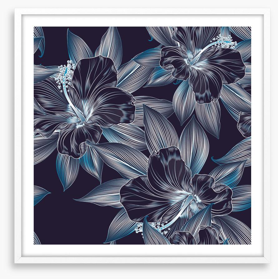 Hibiscus moonlight