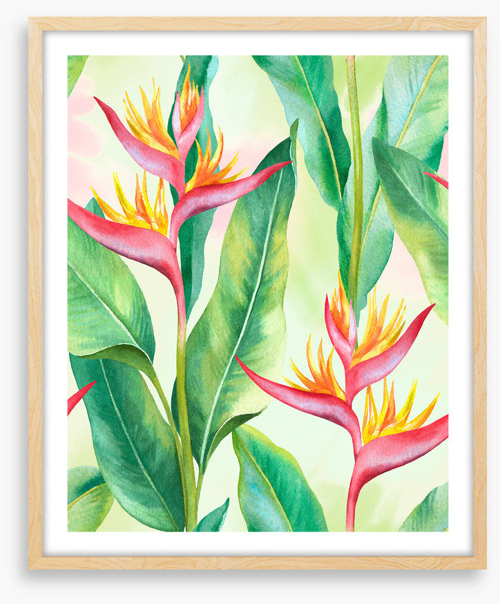 Balmy birds in paradise