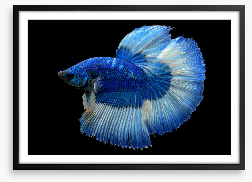 Blue beauty 3