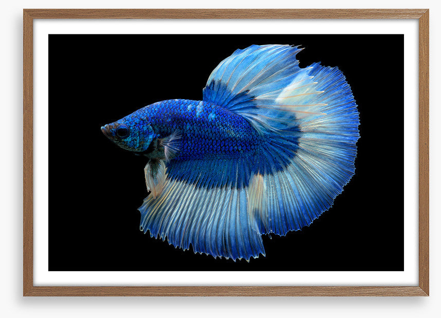 Blue beauty 3