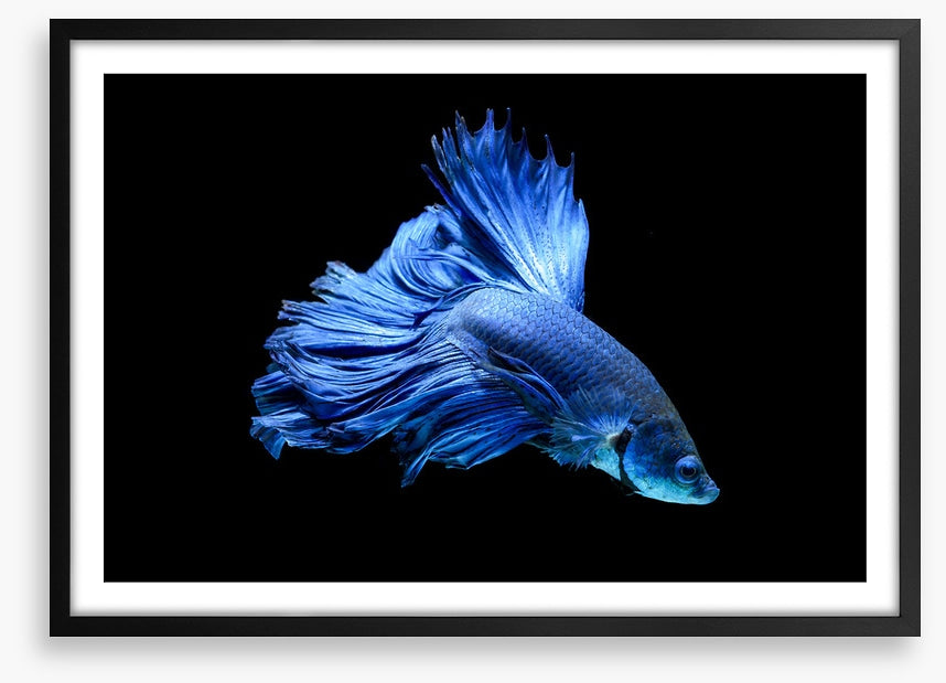 Blue beauty 1