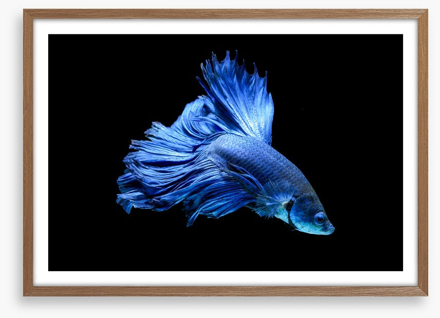 Blue beauty 1