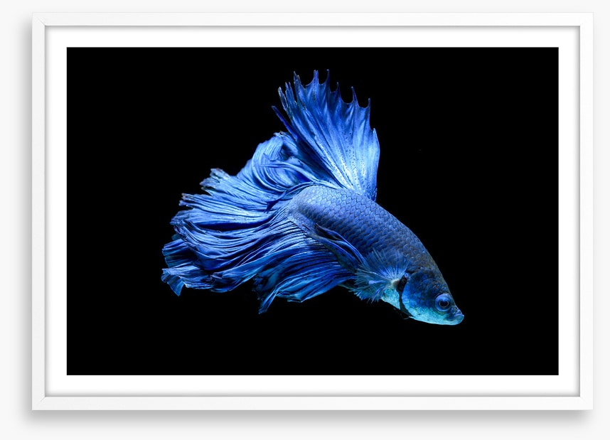 Blue beauty 1