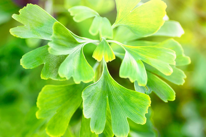 Leaves