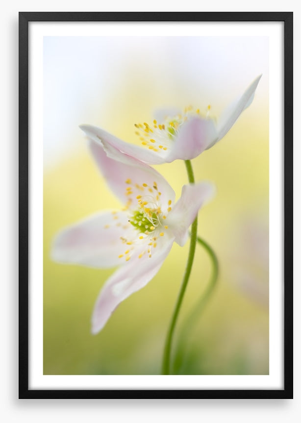 Windflowers