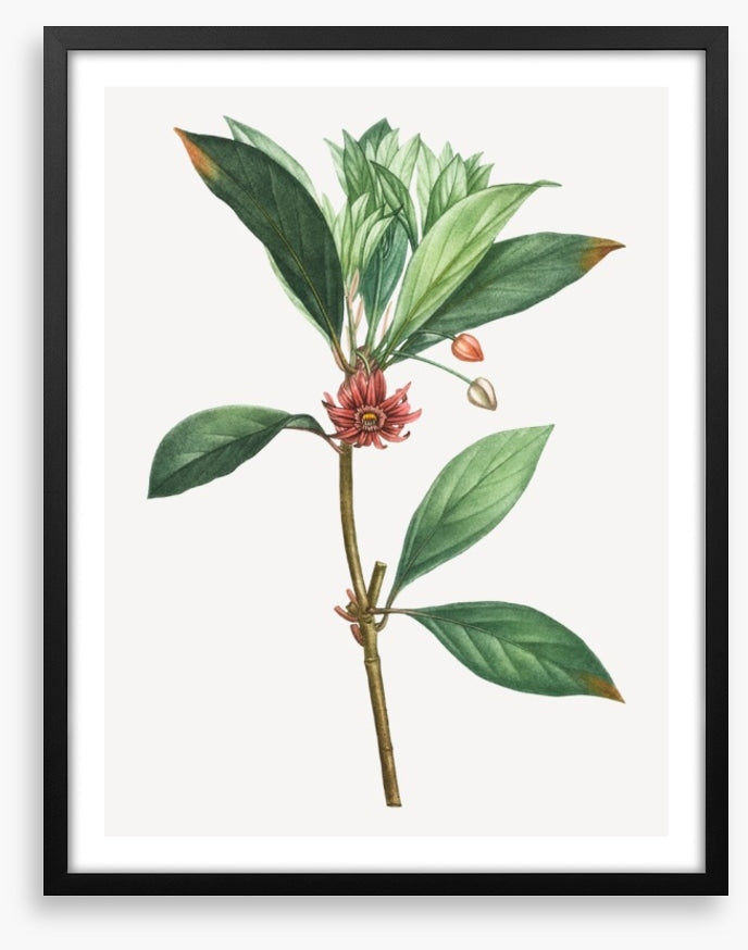 Vintage anise