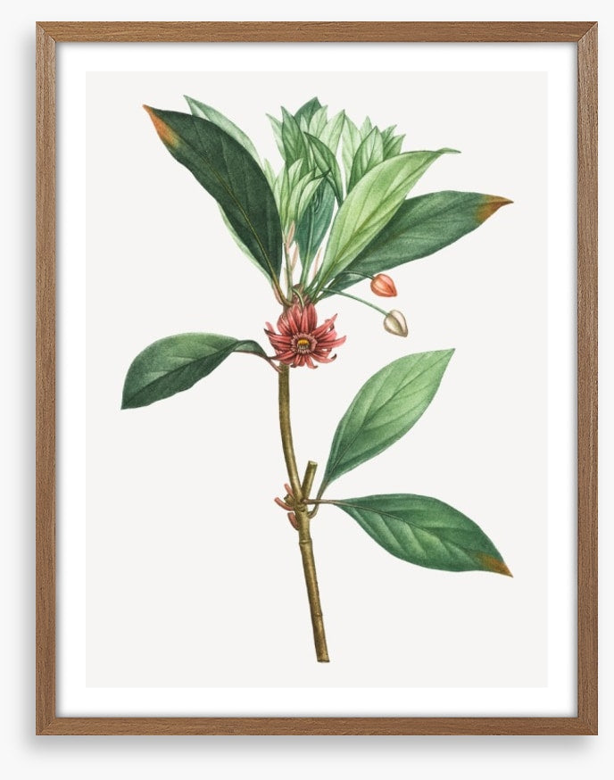 Vintage anise
