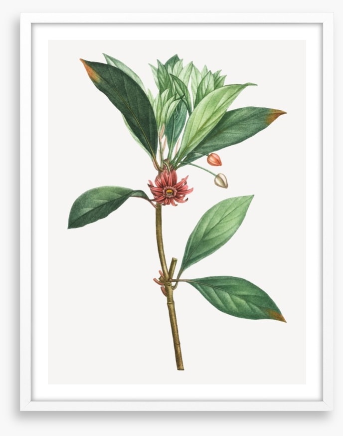 Vintage anise