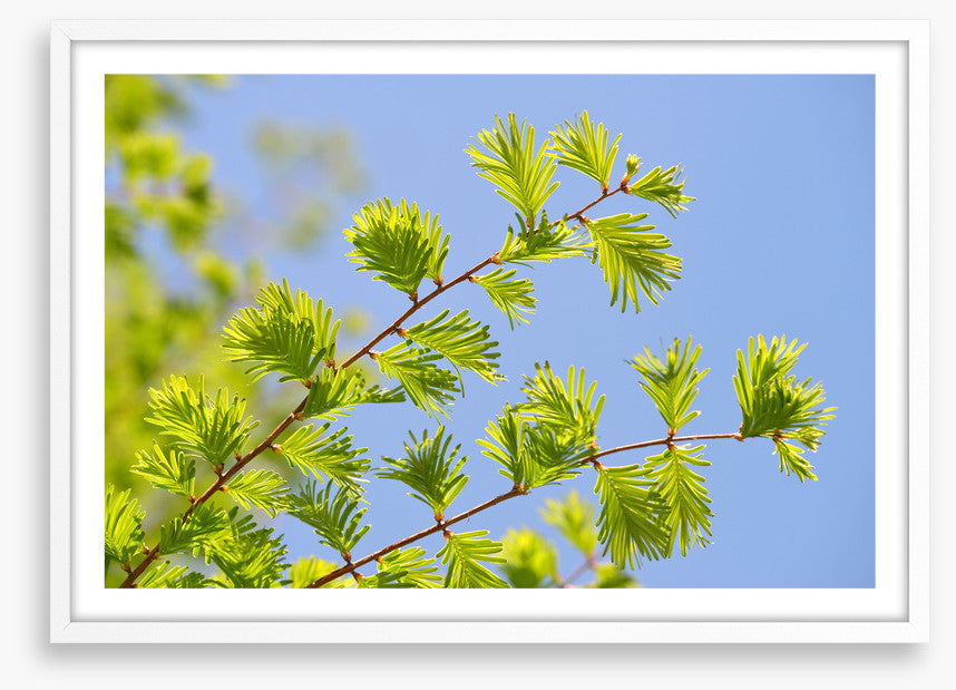 Leaves