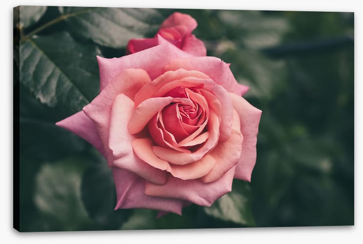 Aloha rose
