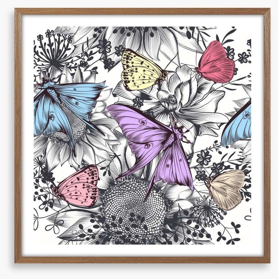 Butterflies