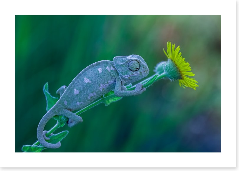 Reptiles / Amphibian