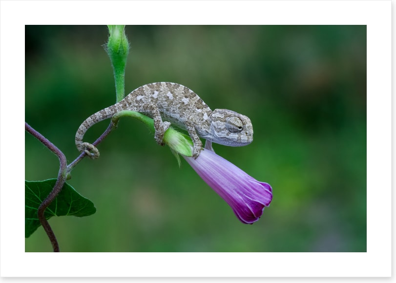 Reptiles / Amphibian