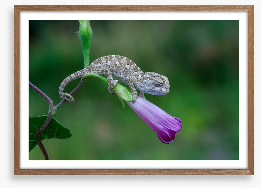 Reptiles / Amphibian