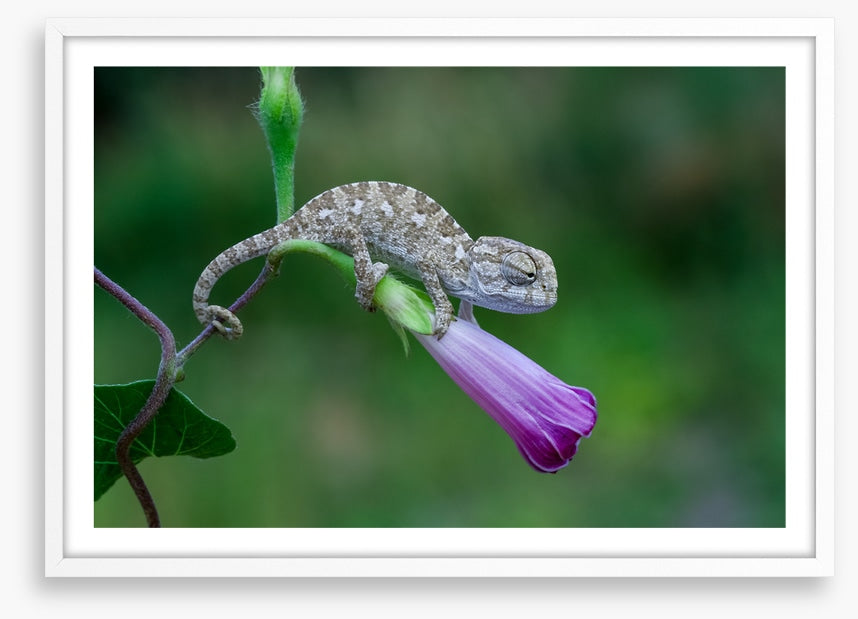 Reptiles / Amphibian