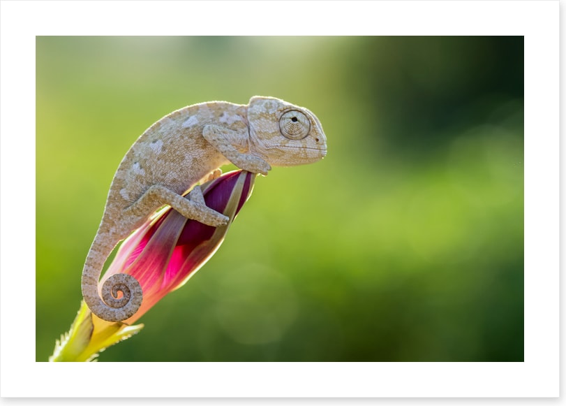 Reptiles / Amphibian