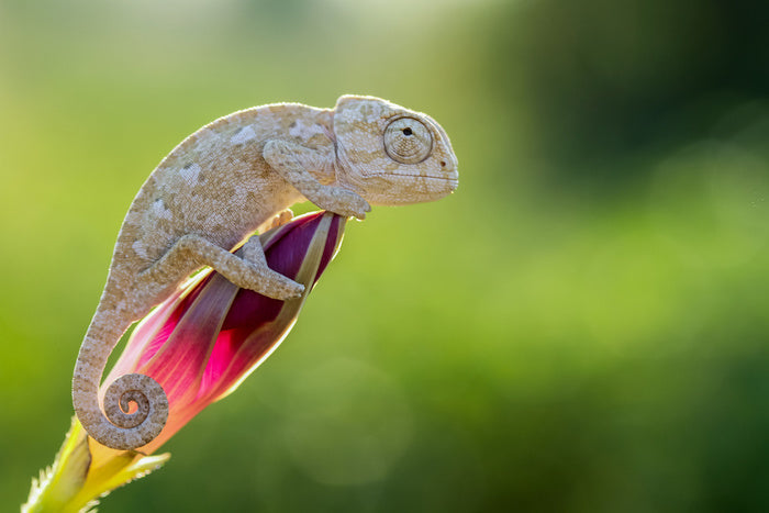 Reptiles / Amphibian