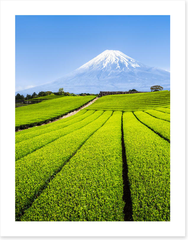 Shizuoka tea fields