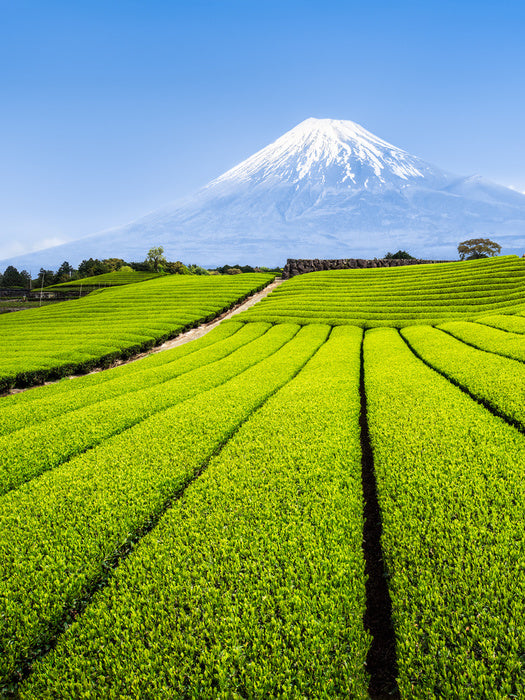 Shizuoka tea fields