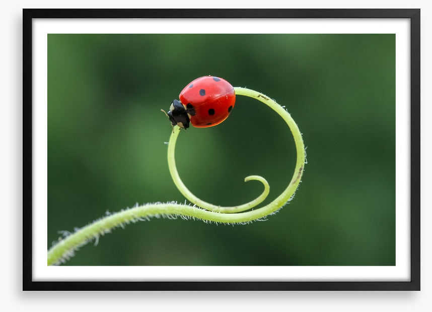 Insects