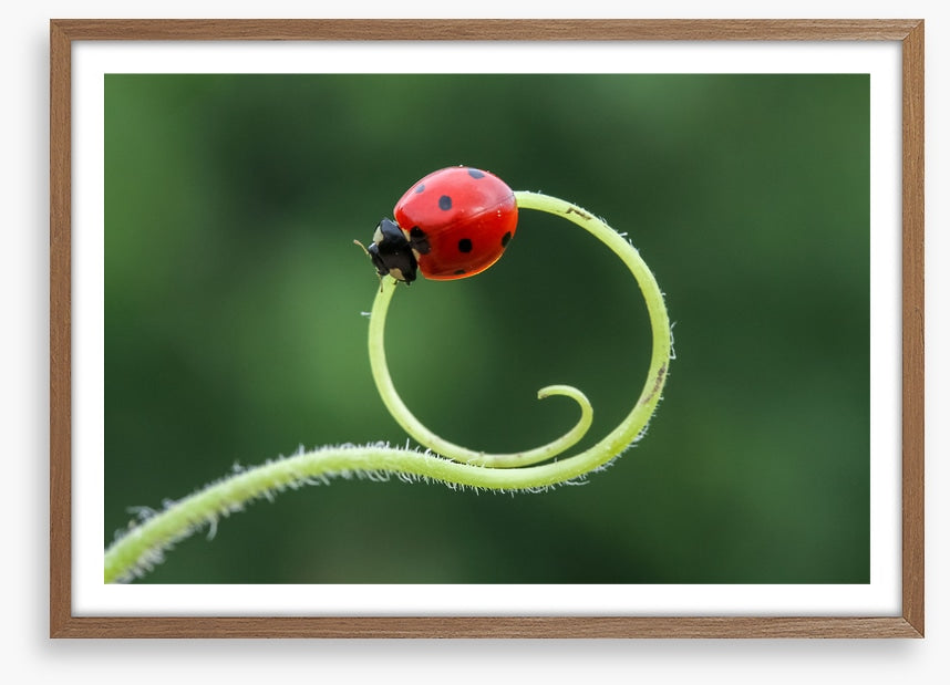 Insects