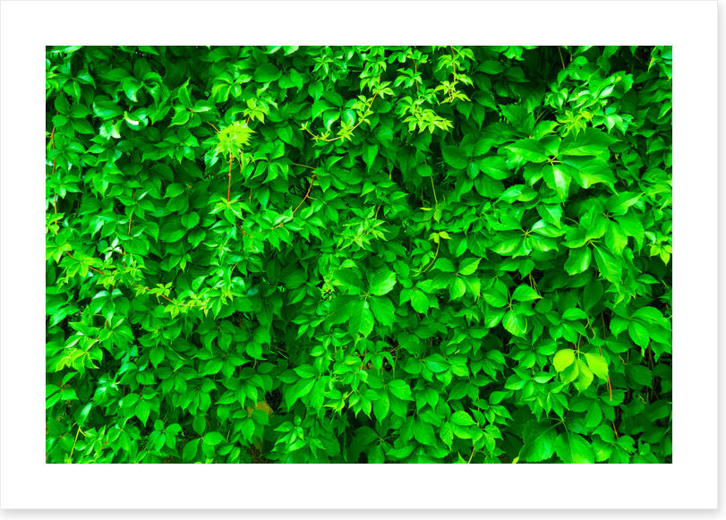Leaves