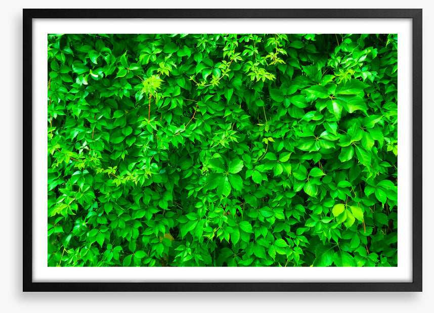 Leaves