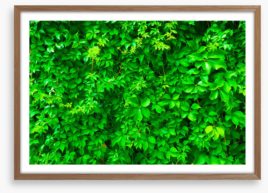 Leaves