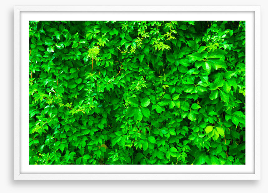 Leaves