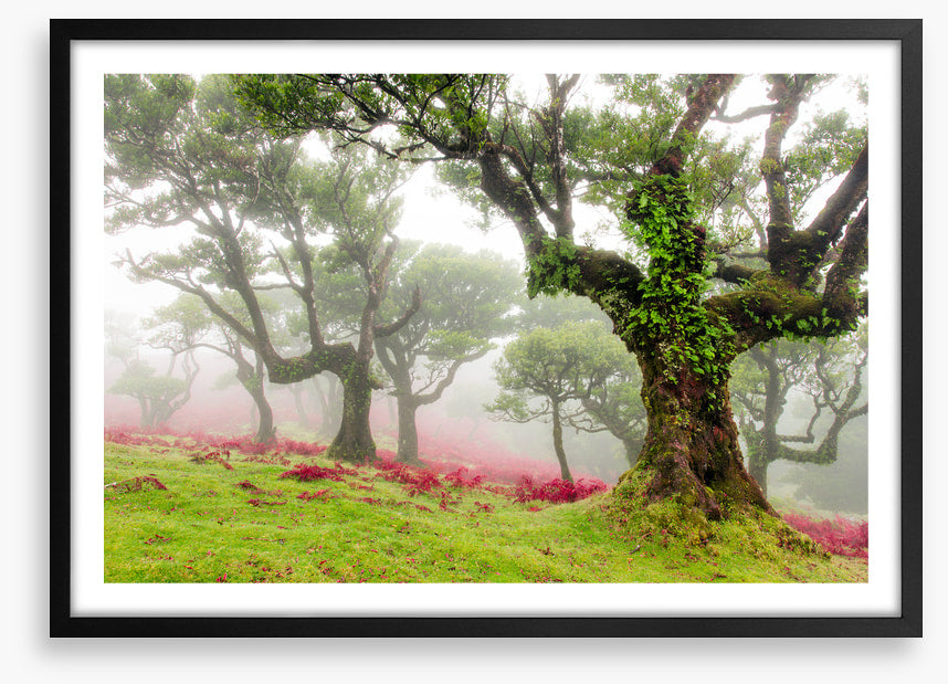 Trees