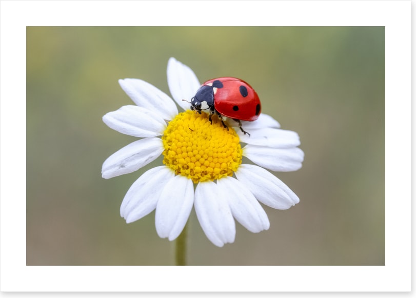 Insects