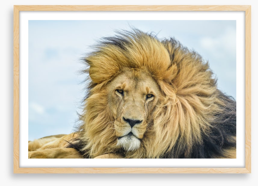 His Highness