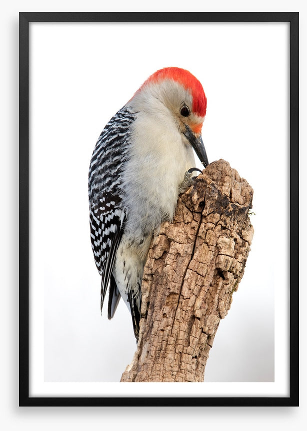 Red-bellied woodpecker