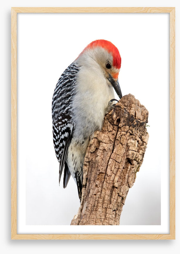 Red-bellied woodpecker