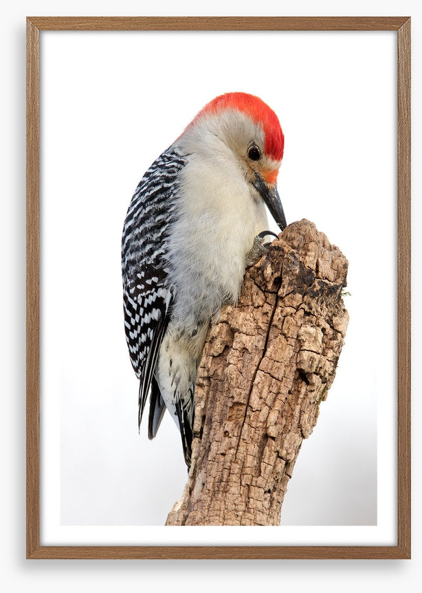 Red-bellied woodpecker