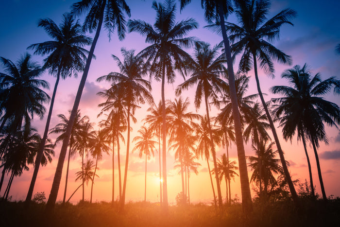 Palms for days