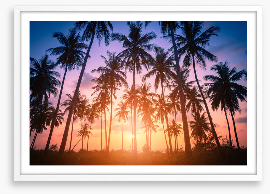 Palms for days