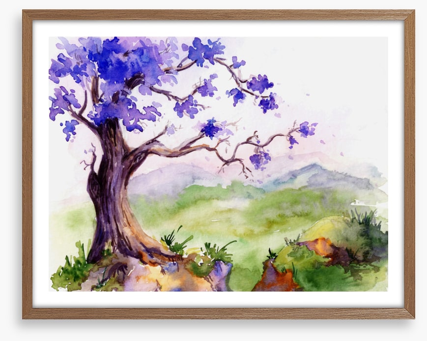 Jacaranda time